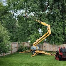 How Our Tree Care Process Works  in  Woodbridge, VA