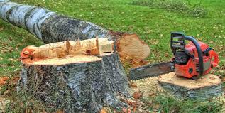 Best Tree and Shrub Care  in Woodbridge, VA