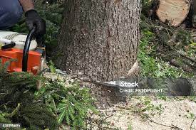 Best Palm Tree Trimming  in Woodbridge, VA