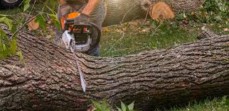 Trusted Woodbridge, VA Tree Services Experts