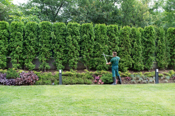 Best Lawn Mowing  in Woodbridge, VA