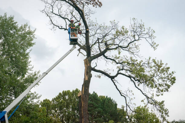 Best Root Management and Removal  in Woodbridge, VA