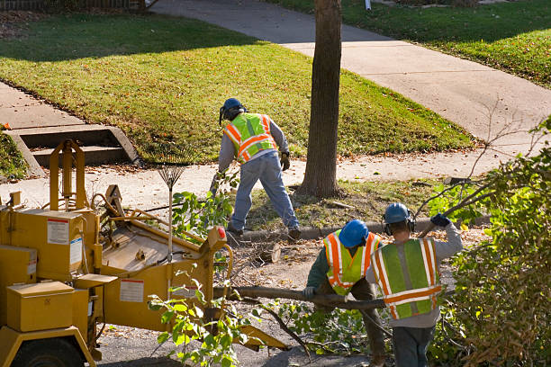 Best Leaf Removal  in Woodbridge, VA