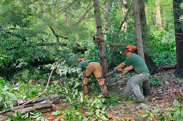 Best Tree Risk Assessment  in Woodbridge, VA