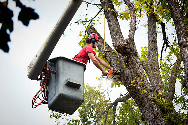 Best Fruit Tree Pruning  in Woodbridge, VA