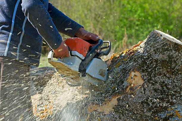 Best Stump Grinding and Removal  in Woodbridge, VA
