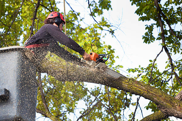 Best Tree Trimming and Pruning  in Woodbridge, VA