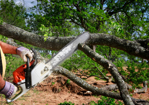 Best Arborist Consultation Services  in Woodbridge, VA